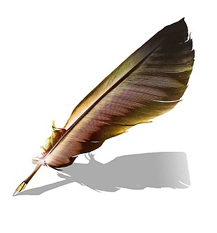 设计羽毛图案PNG元素
