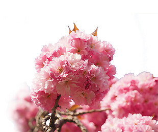 清新风格粉色花球樱花装饰元素