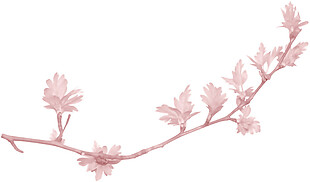 清新紫粉色花枝樱花装饰元素