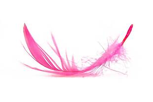 羽毛粉色手绘PNG元素
