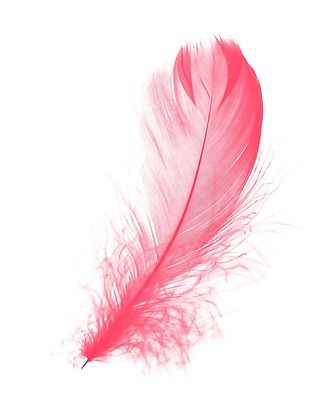 红色羽毛图案PNG元素