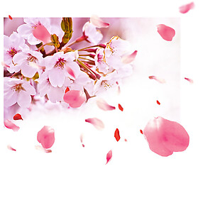 清新风格粉色花瓣樱花装饰元素