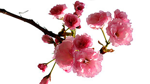 清新风格深粉色花瓣樱花装饰元素