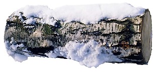 白雪覆盖的树桩png元素