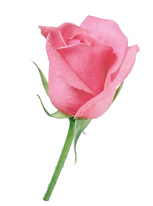 粉色玫瑰花png元素