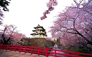 清新紫粉色樱花日本旅游装元素