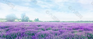 清新紫色薰衣草背景