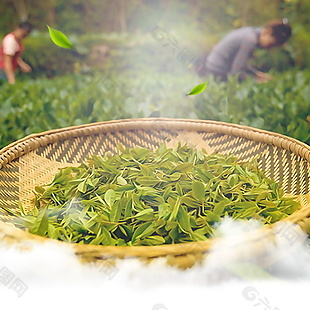 绿色茶叶主图背景设计