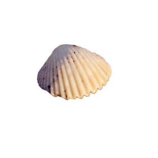 白贝壳
