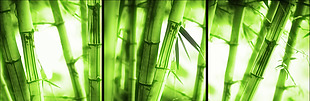 绿色竹子壁画