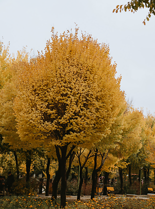 秋天 枫树