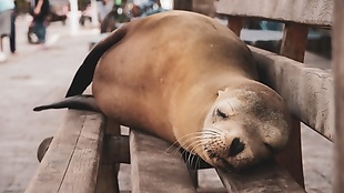 在木凳上休息的海狮