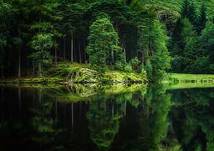 森林树木河流湖泊倒映自然风景图片