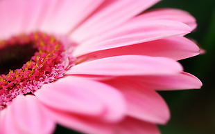 非洲菊菊花,粉红色花瓣,高清图片