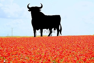 西班牙,公牛,罂粟