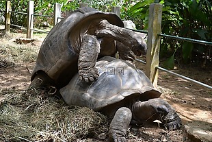 阿尔达布拉,乌龟,巨人