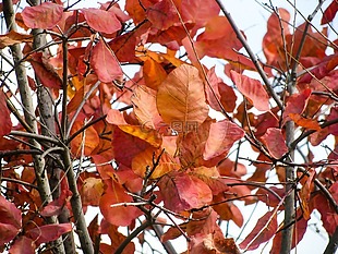 红色,叶子,秋