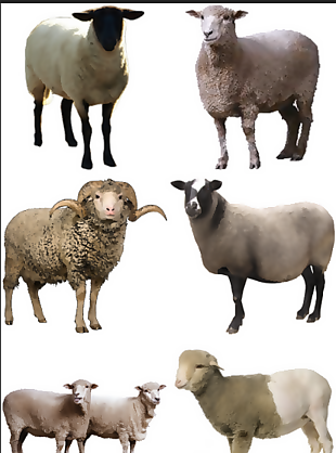动物 羊元素