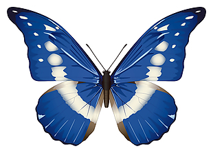 蓝色蝴蝶矢量素材