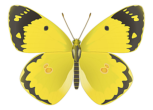 黄色蝴蝶矢量素材