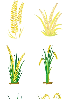 水稻 粮食元素