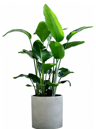 装饰植物